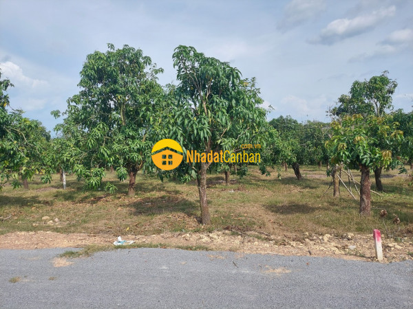 Bán đất vườn xoài 2.200m2750tr xào tại la ngà định quán đồng nai